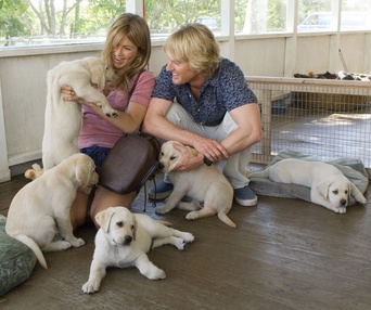 Scène du film Marley and Me