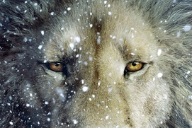 Affiche du film Narnia: The Voyage of The Dawn Treader Affiche du film Narnia: The Voyage of The Dawn Treader