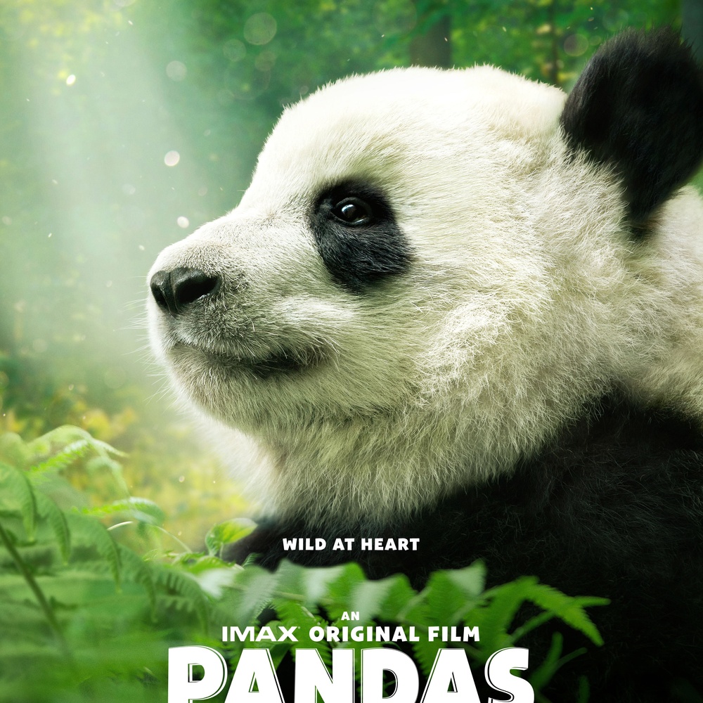 Affiche du film Pandas