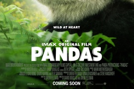 Affiche du film Pandas
