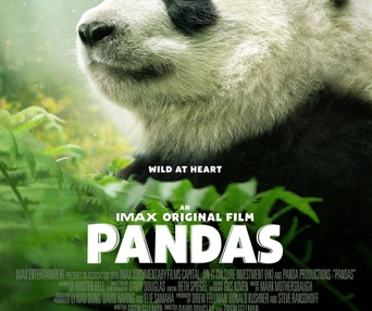 Affiche du film Pandas