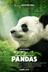 Affiche du film Pandas