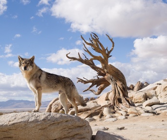 Une scène du film Alpha