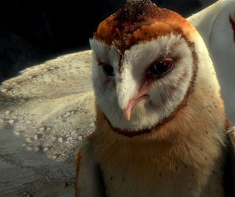 Une scène du film Legend of the Guardians: The Owls of Ga'Hoole