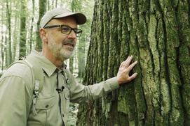 Une scène du film The Hidden Life of Trees