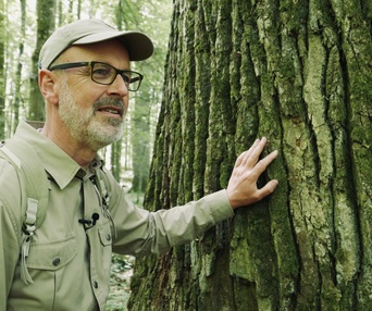 Une scène du film The Hidden Life of Trees