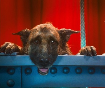 Une scène du film Cats & Dogs: The Revenge of Kitty Galore