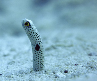 Une scène du film Oceans