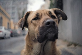 Une scène du film Stray