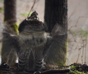 Image du film Dans la forêt