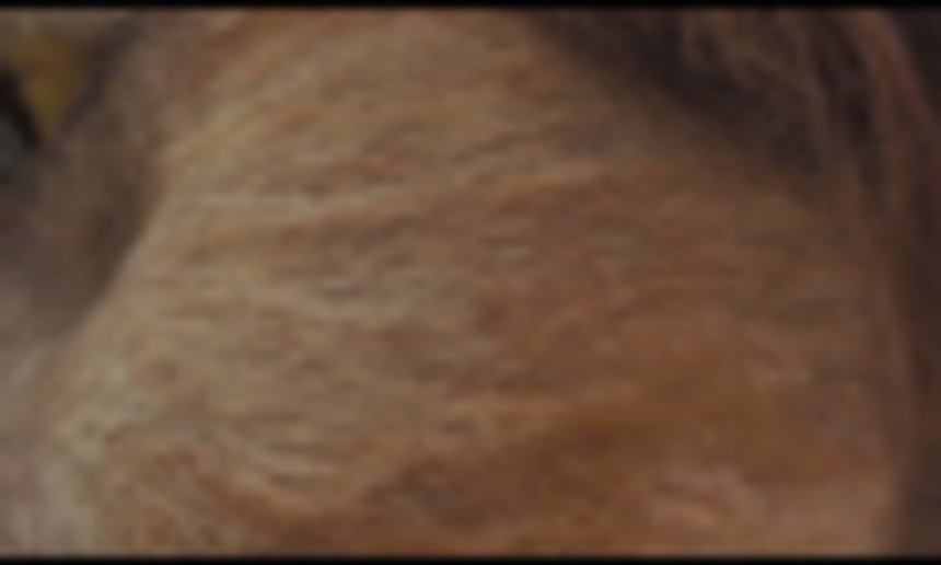 Nouvelle bande-annonce du film Where the Wild Things Are