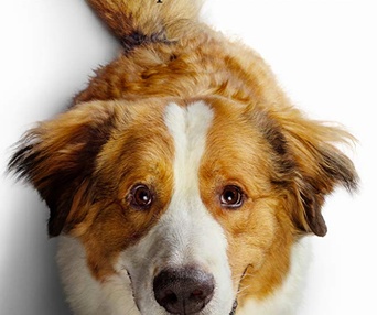 Affiche du film A Dog's Journey