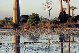 Scène du film Arbres