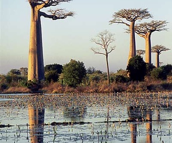 Scène du film Arbres