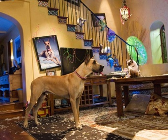 Une scène du film Marmaduke