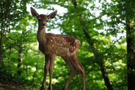 Image du film Bambi, l'histoire d'une vie dans les bois Image du film Bambi, l'histoire d'une vie dans les bois