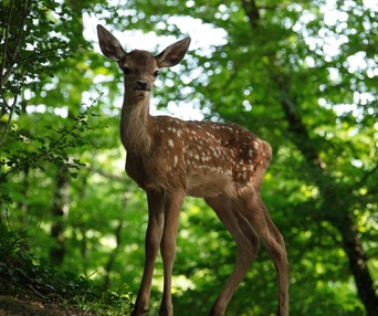 Image du film Bambi, l'histoire d'une vie dans les bois
