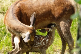 Image du film Bambi, l'histoire d'une vie dans les bois Image du film Bambi, l'histoire d'une vie dans les bois
