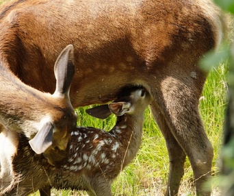Image du film Bambi, l'histoire d'une vie dans les bois