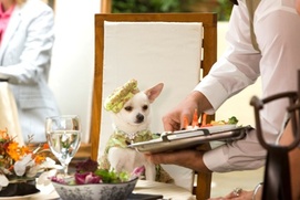 Scène du film Beverly Hills Chihuahua