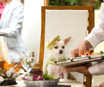 Scène du film Beverly Hills Chihuahua