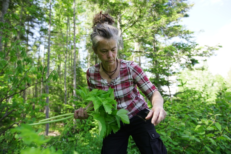 Image du film La famille de la forêt