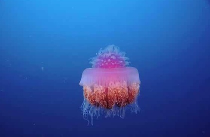 Bande-annonce en anglais