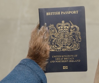 Image du film Paddington In Peru