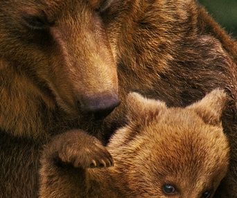 Affiche du film Bears