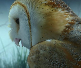 Une scène du film Legend of the Guardians: The Owls of Ga'Hoole