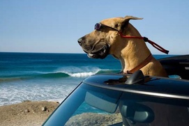 Une scène du film Marmaduke Une scène du film Marmaduke