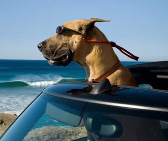 Une scène du film Marmaduke