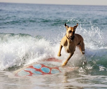 Une scène du film Marmaduke