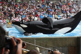 Une scène du film Blackfish