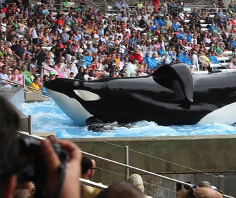Une scène du film Blackfish