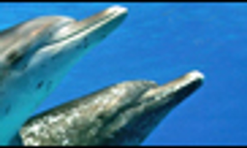 Dauphins et baleines 3D au IMAX des Galeries de la Capitale