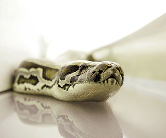 Scène du film Serpents à bord