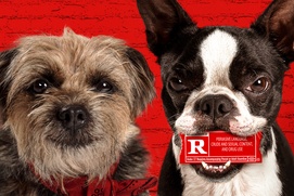 Affiche du film Strays Affiche du film Strays