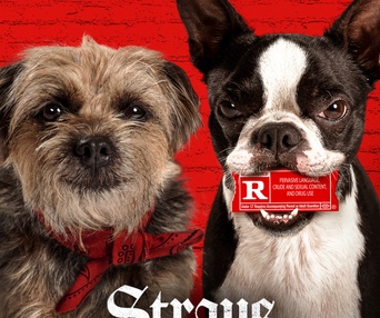 Affiche du film Strays