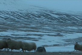 Une scène du film Rams Une scène du film Rams