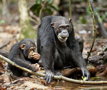 Une scène du film Chimpanzee