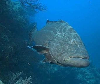 Sous les mers du monde en 3D