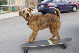 Scène du film Le chien de la caserne Scène du film Le chien de la caserne