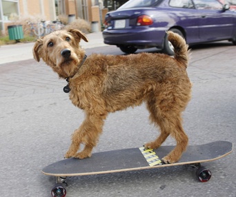 Scène du film Le chien de la caserne