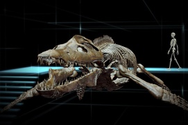 Une scène du film Sea Rex: Journey to a Prehistoric World 3D