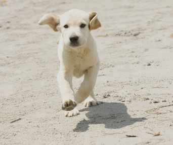Scène du film Marley and Me