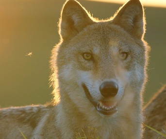 Une scène du film Wolf Totem