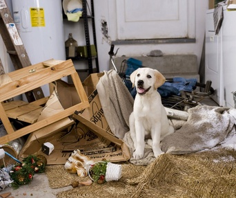 Scène du film Marley and Me