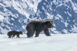 Une scène du film Bears