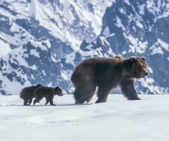 Une scène du film Bears